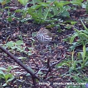 Ovenbird by Judy Pelletier