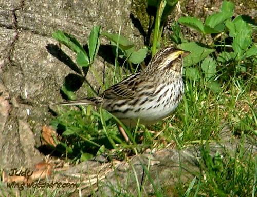 Savanna Sparrow by Judy Pelletier