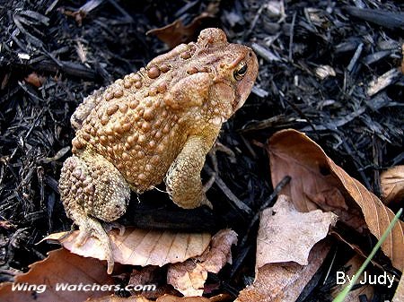 American Toad by Judy Pelletier