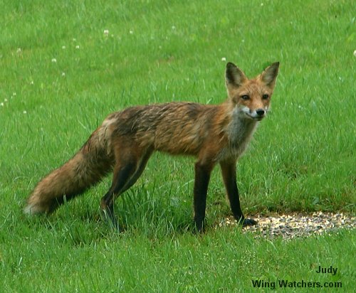 Red Fox by Judy