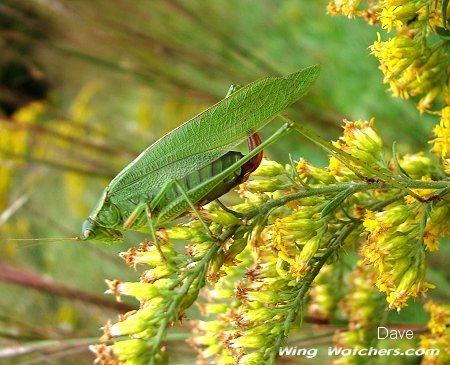 Katydid by Dave Pelletier