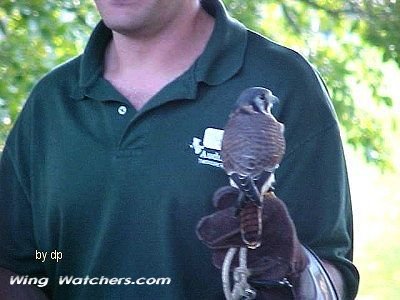 American Kestrel by Dave Pelletier