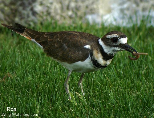 Killdeer by Ron Pelletier