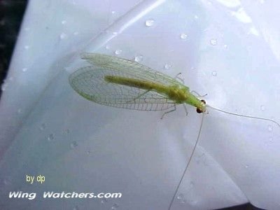 Green Lacewing by Dave Pelletier