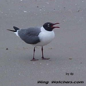 Laughing Gull in breeding plummage by Dave Pelletier