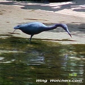 Little Blue Heron (Florida) by Dave Pelletier