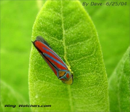 Leafhopper species species by Dave Pelletier