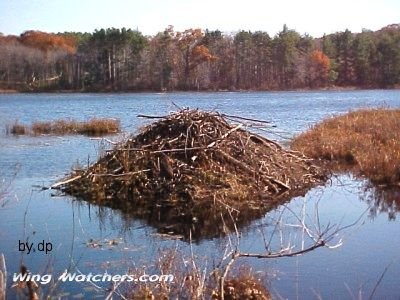 Beaver Lodge by Dave Pelletier