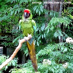 Military Macaw (Florida) by Dave Pelletier