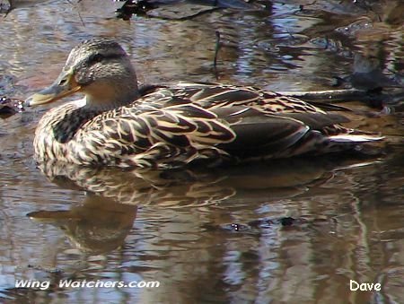 Mallard (F) by Dave Pelletier