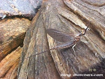 Mayfly species by Dave Pelletier