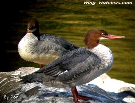 Common Merganser (Females) by Ron Pelletier