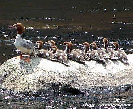 Common Merganser family by Dave Pelletier