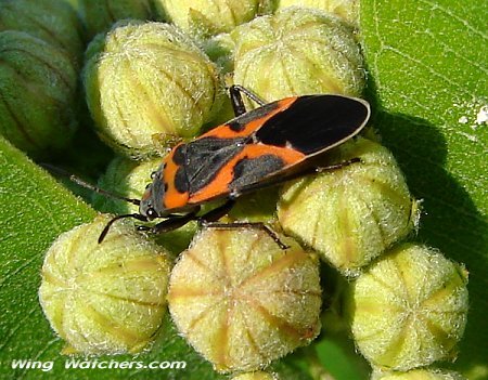 Small Milkweed Bug by Dave Pelletier