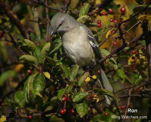 Northern Mockingbird by Ron Pelletier