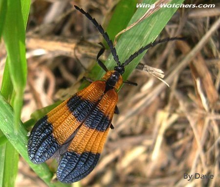 Net-wing Beetle by Dave Pelletier