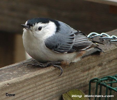 White-breasted Nuthatch by Dave Pelletier