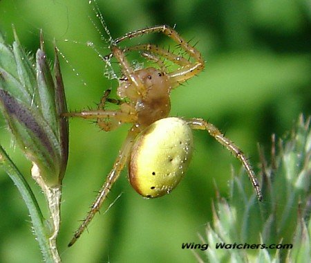 Orb Weaver by Dave Pelletier