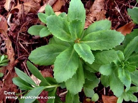 Orpine (Frogbellies)