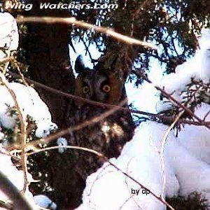 Long-eared Owl by Dave Pelletier