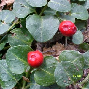 Partridgeberry