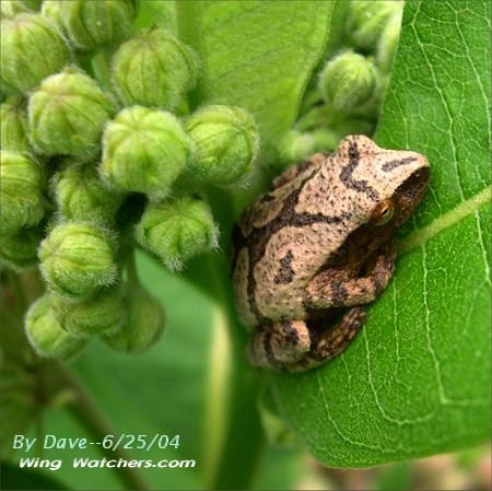 Spring Peeper by Dave Pelletier