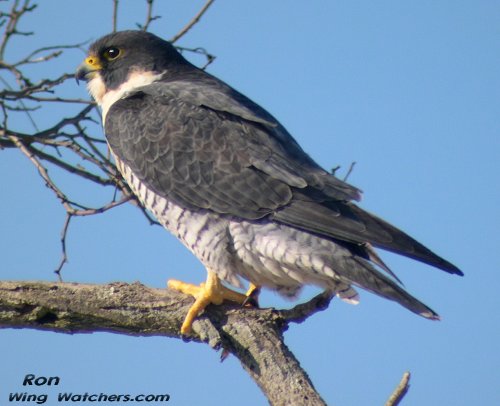 Peregrine Falcon (M) by Ron Pelletier