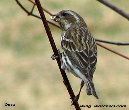 Purple Finch (F) by Dave Pelletier