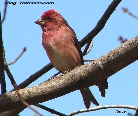 Purple Finch (M) by Dave Pelletier