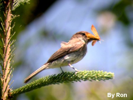 Eastern Phoebe by Judy Pelletier