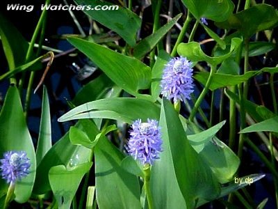 Pickerelweed