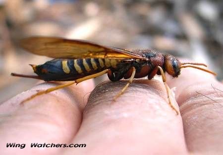 Pigeon Horntail by Dave Pelletier