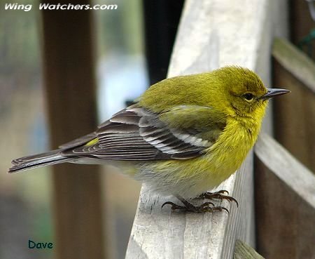 Pine Warbler by Dave Pelletier