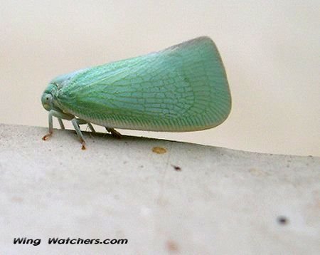 Flatid Planthopper by Dave Pelletier