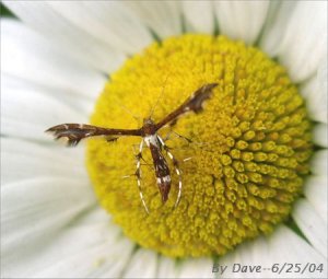 Himmelman's Plume Moth