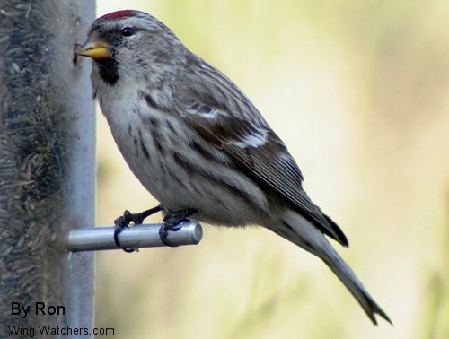 Common Redpoll by Ron Pelletier