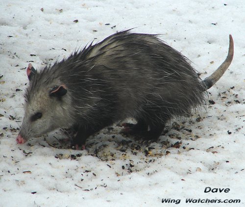 Opossum by Dave Pelletier