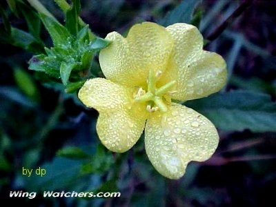 Primrose flower species