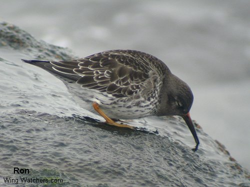 Purple Sandpiper by Ron Pelletier