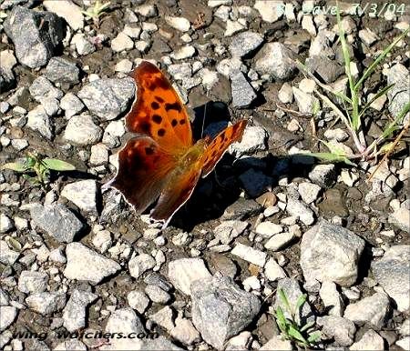 Questionmark Butterfly by Ron Pelletier