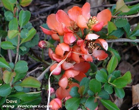 Flowering Quince