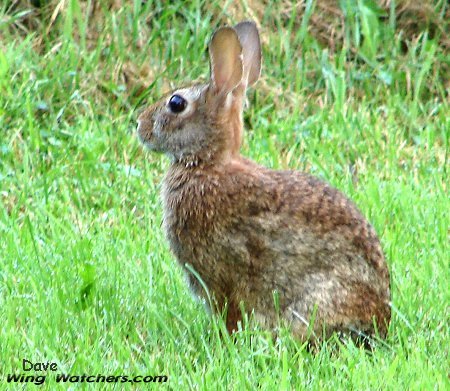 Cottontail Rabbit by Dave Pelletier