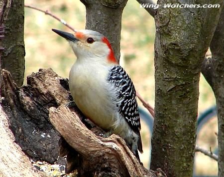 Red-bellied Woodpecker (F) by Dave Pelletier