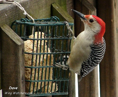 Red-bellied Woodpecker (M) by Dave Pelletier