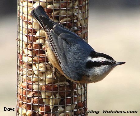 Red-breasted Nuthatch by Dave Pelletier