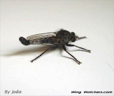 Robber Fly species by Jodie Bishop