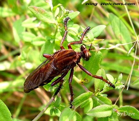 Robber Fly species by Dave Pelletier