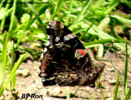 Red Admiral Butterfly by Ron Pelletier