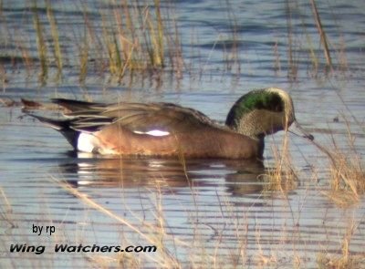 American Wigeon (M) by Ron Pelletier