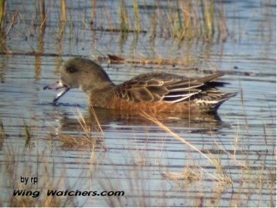 American Wigeon (F) by Dave Pelletier